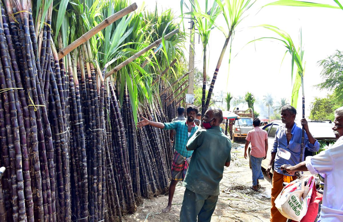 Agriculture can Raise Sugarcane Production by 40 Mt Per Acre