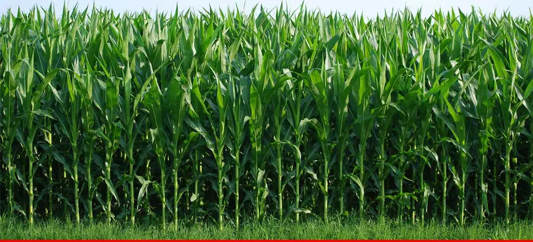 Agriculture can Raise Sugarcane Production by 40 Mt Per Acre