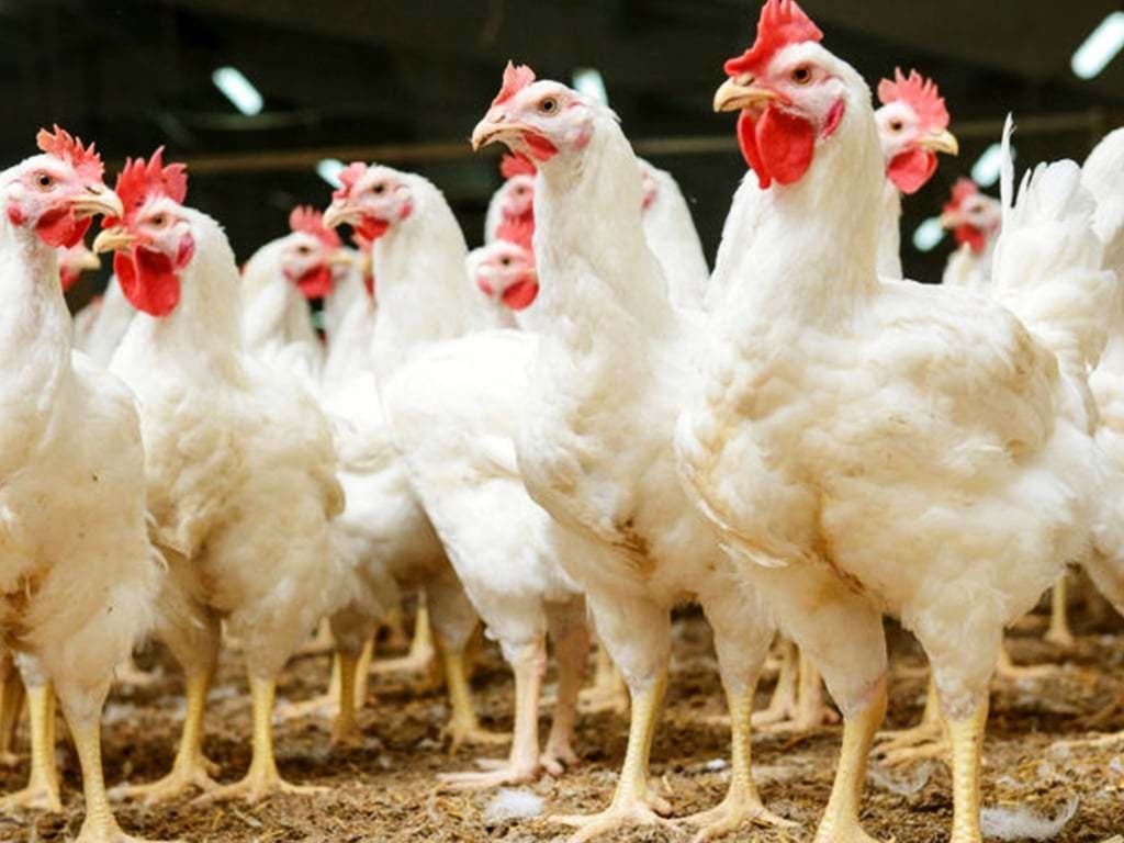 Chicken Meat Prices in Pakistan Break All Previous Records