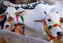 Punjab Govt Introduce Its First Online Portal for Eid Animals