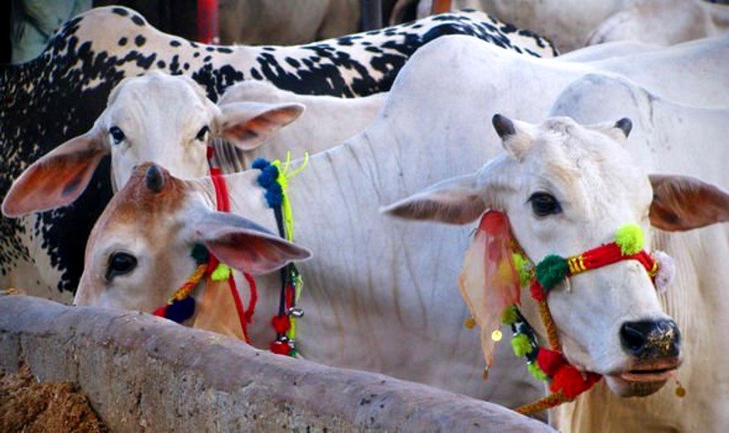 Punjab Govt Introduce Its First Online Portal for Eid Animals