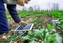 The Role of IoT in Pakistan’s Agriculture Industry