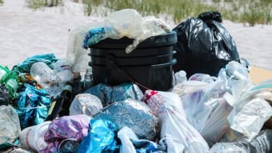 Why Are Plastic Bags Harmful